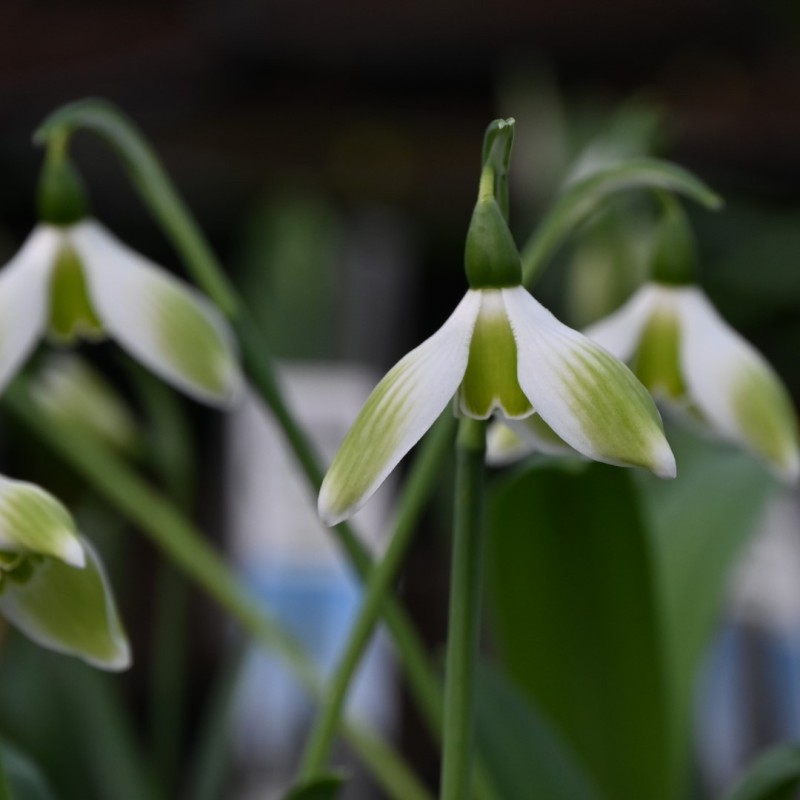 Galanthus 'Kryptonite'