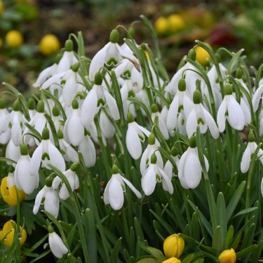 Galanthus nivalis
