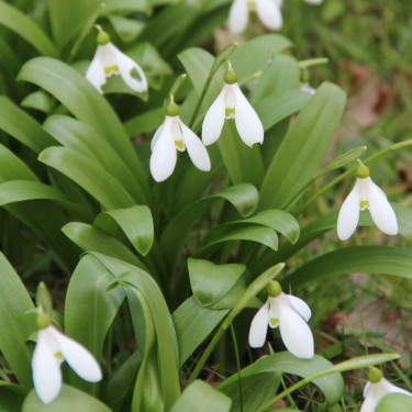 Galanthus woronowii