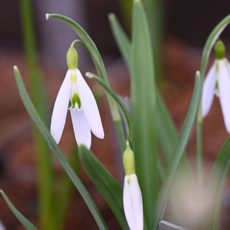 Galanthus 'Wasp' 
