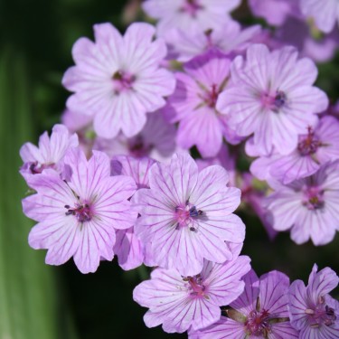 Geranium macrostylum