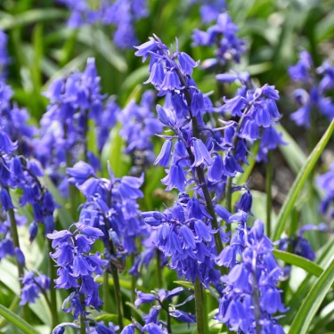 Hyacinthoides hispanica 'Bakkum's Blue'