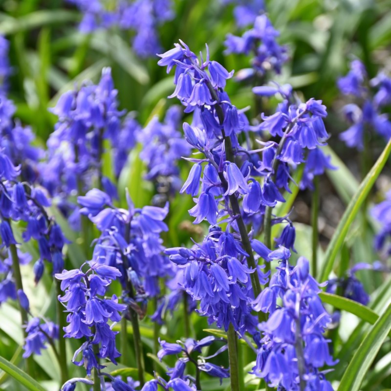 Hyacinthoides hispanica 'Bakkum's Blue'