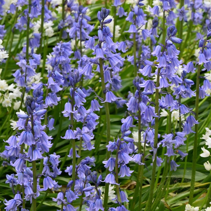 Hyacinthoides hispanica -blauw-.