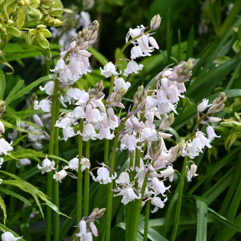 Hyacinthoides x massartiana 'Meike'