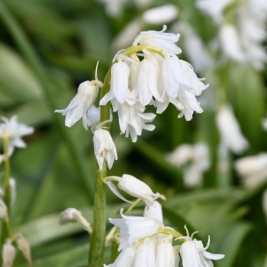 Hyacinthoides non-scripta 'Alba'