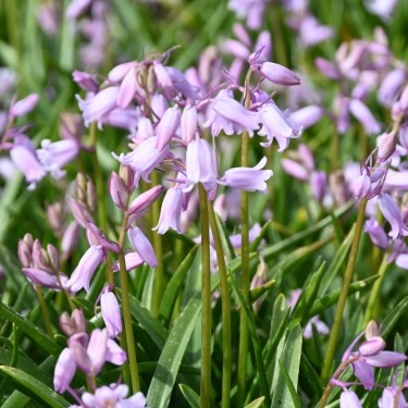 Hyacinthoides non-scripta 'Rosea'