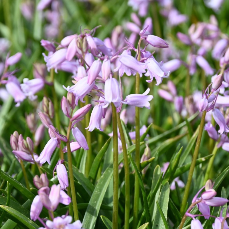Hyacinthoides non-scripta 'Rosea'