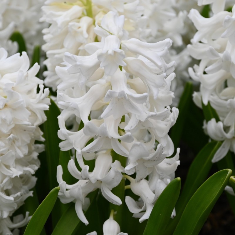 Hyacinthus orientalis 'Aiolos'