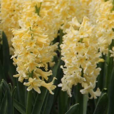 Hyacinthus orientalis 'Yellow Queen'