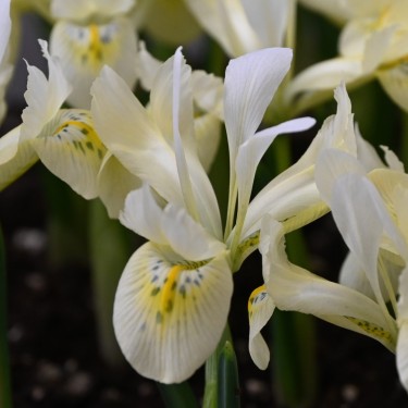Iris 'Katharines Gold'