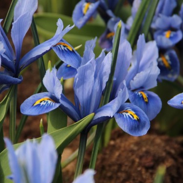 Iris reticulata 'Alida'