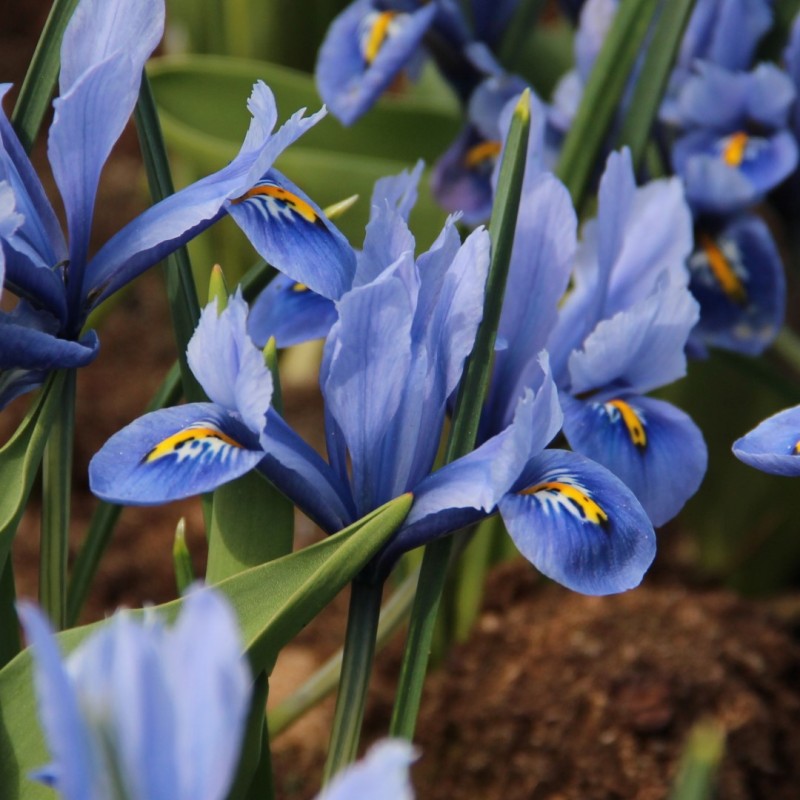 Iris reticulata 'Alida'