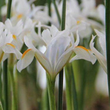 Iris reticulata 'Natascha'