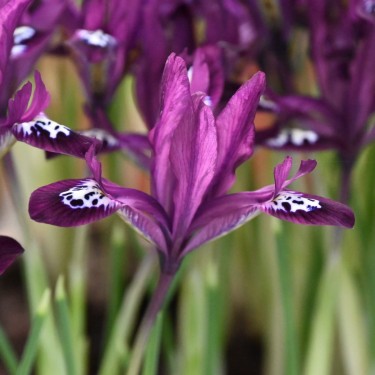Iris reticulata 'Pauline'