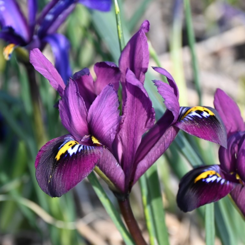 Iris reticulata 'Purple Hill' Iris reticulata 'Purple Hill'