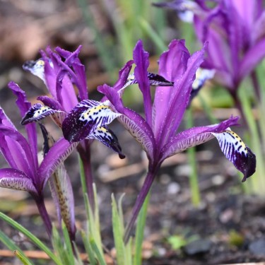Iris reticulata 'Spot On'
