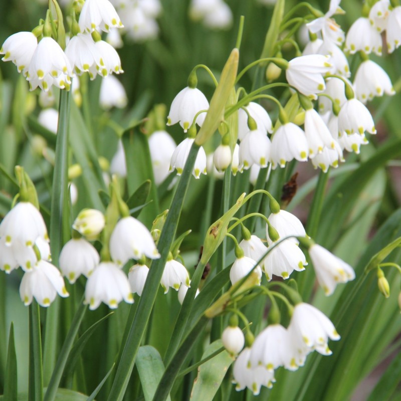 Leucojum aestivum 'Gravetye Giant'