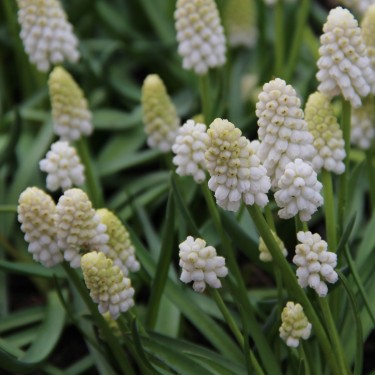 Muscari aucheri 'White Magic'