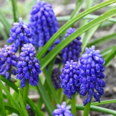 Muscari 'Bling Bling'