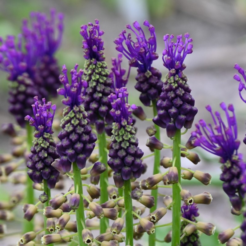 Muscari comosum