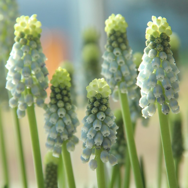 Muscari armeniacum 'Esther'
