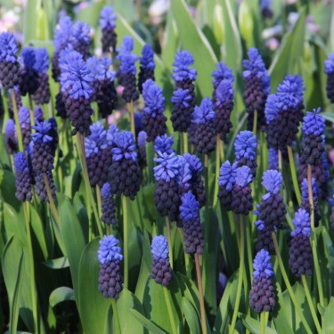 Muscari latifolium
