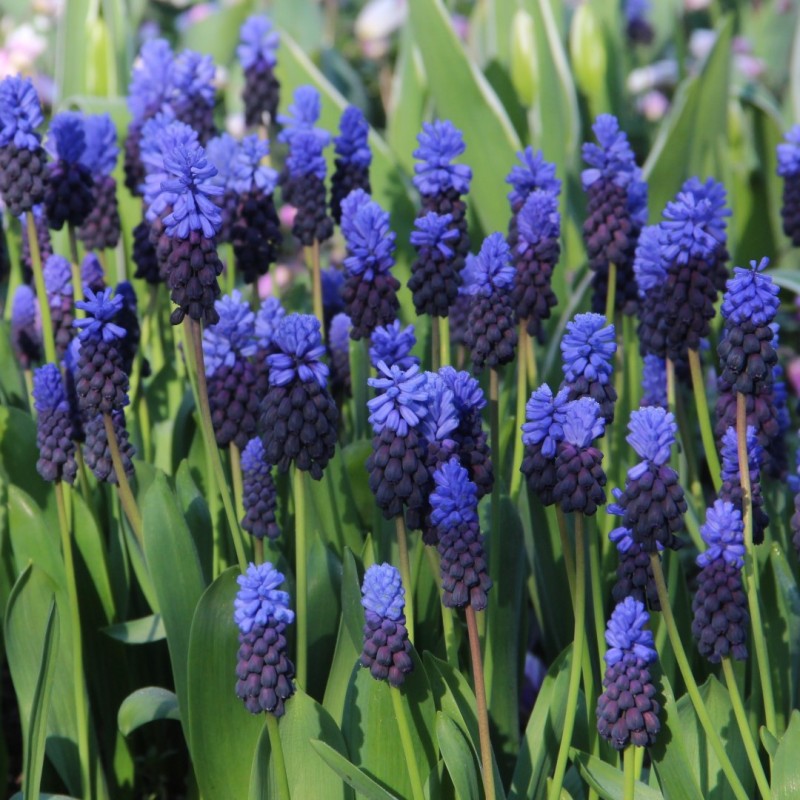 Muscari latifolium