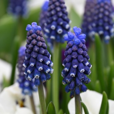 Muscari 'Night Eyes'