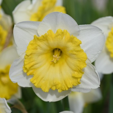 Narcissus 'Bright Sun'