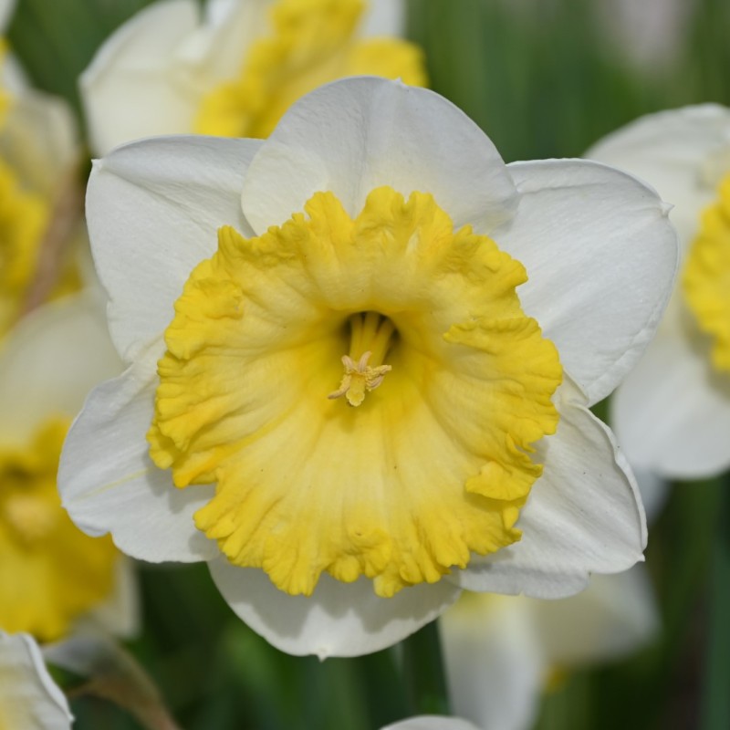 Narcissus 'Bright Sun'