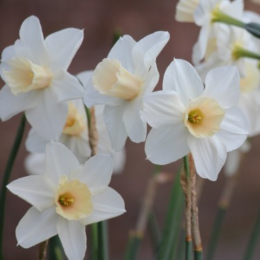 Narcissus 'Chérie'