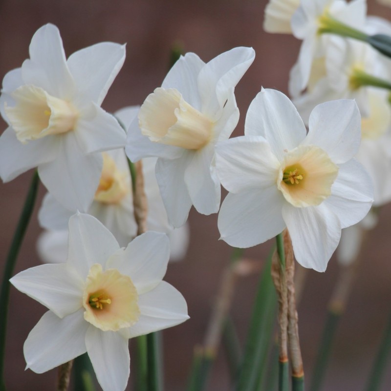 Narcissus 'Chérie'