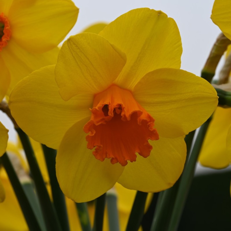 Narcissus 'Classic Garden'