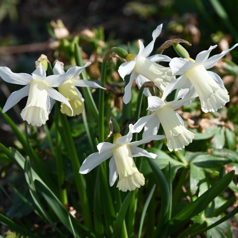 Narcissus 'Elka'