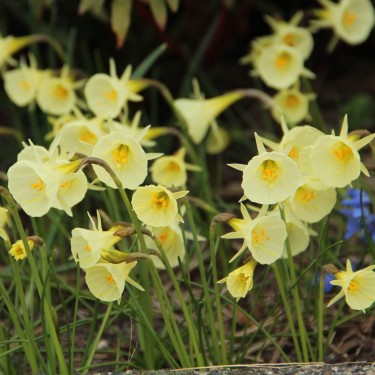 Narcissus 'Julia Jane'