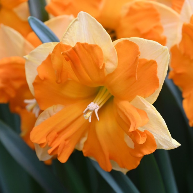 Narcissus 'Outright Orange'