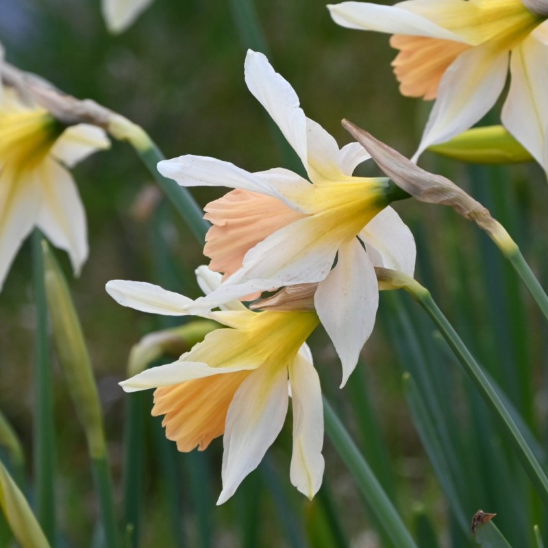 Narcissus 'Rosy Trumpet'