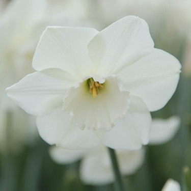 Narcissus 'Stainless'