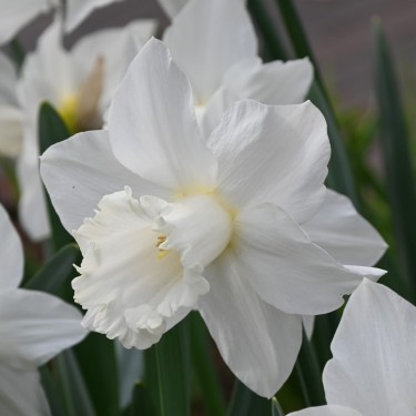 Narcissus 'White Plume'