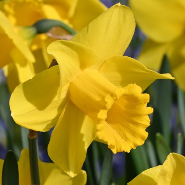 Narcissus 'Arkle'