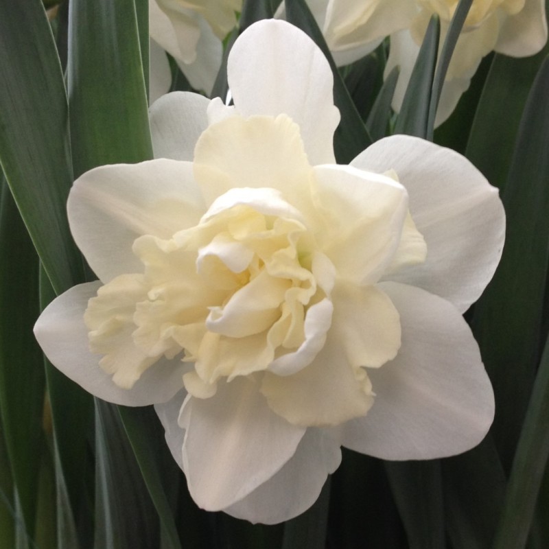 Narcissus 'Easter Born'