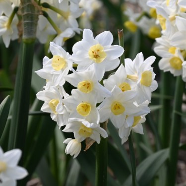 Narcissus 'Grand Primo Citronière'