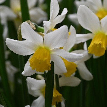 Narcissus 'Jack Snipe'