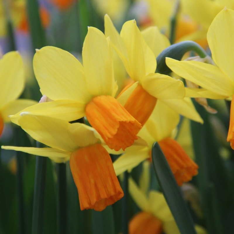 Narcissus 'Jetfire'