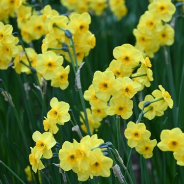 Narcissus 'Kokopellii'