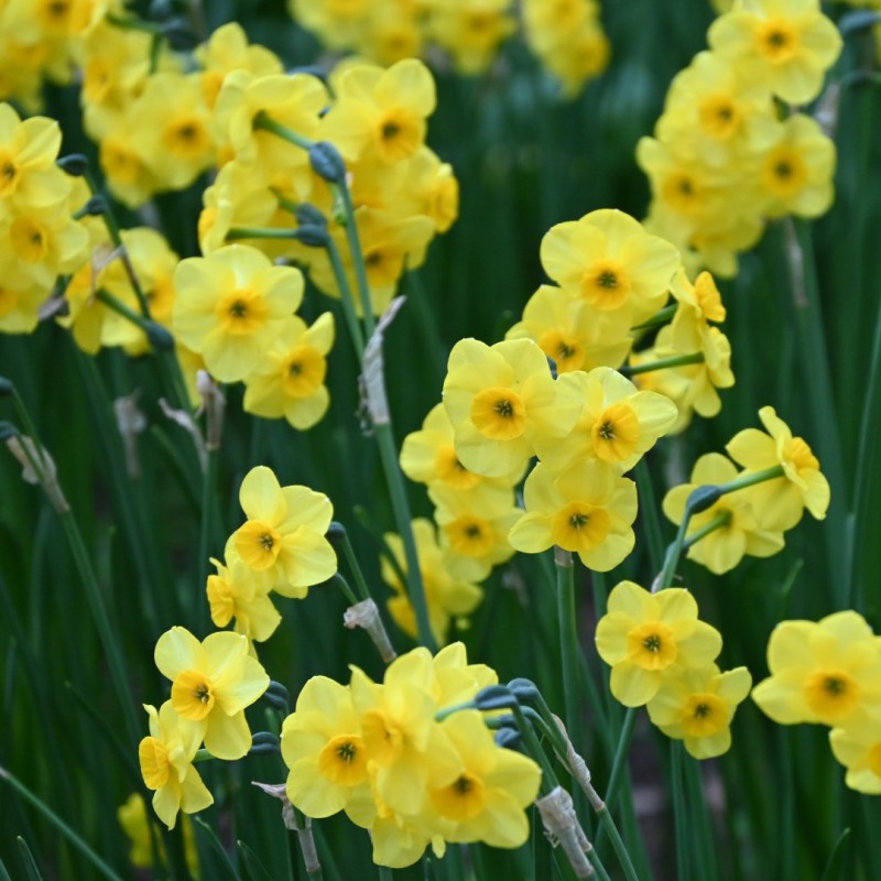 Narcissus 'Kokopellii'