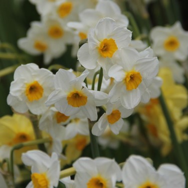 Narcissus 'Laurens Koster'