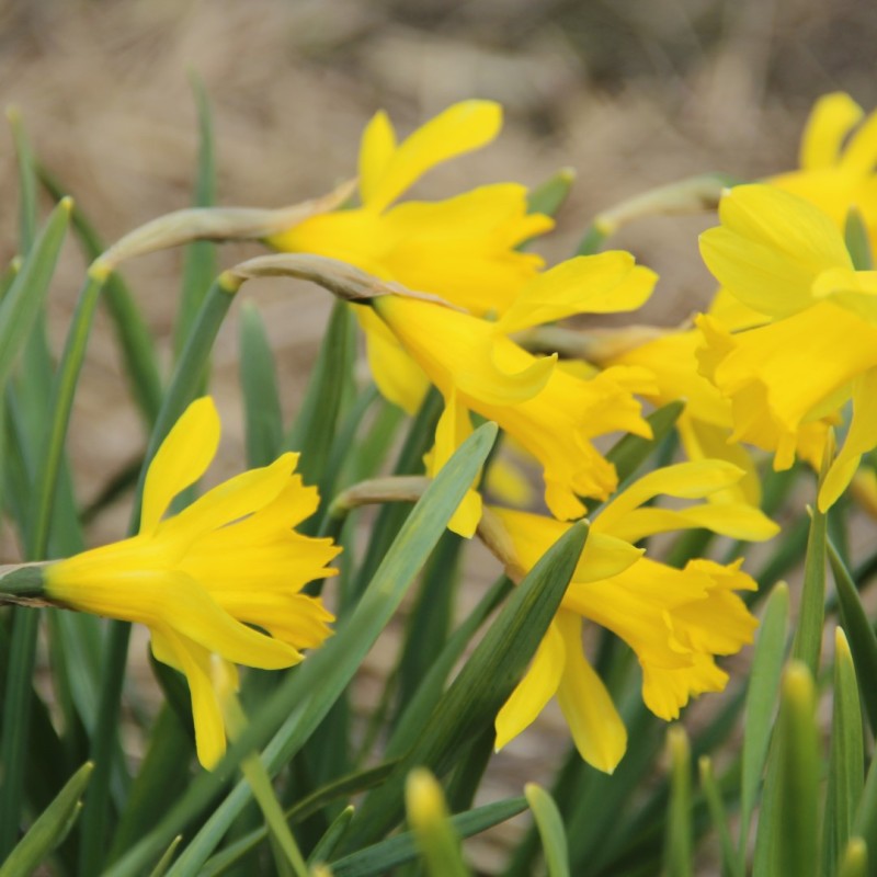 Narcissus 'Little Gem'