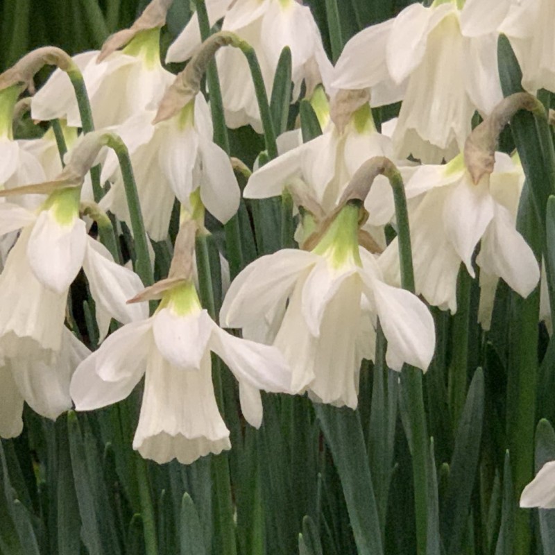 Narcissus moschatus